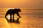Adult Alaskan brown bear silhouetted at sunrise on tidal flats of Lake Clark National Park, Alaska. Art Print